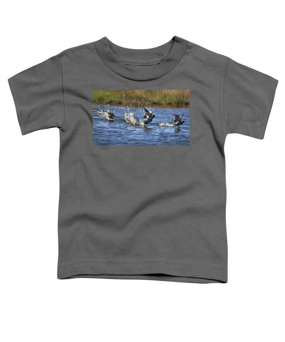 American Coot Toddler T-Shirt featuring the photograph American Coots Take Flight at Merced Wildlife Refuge by Brian Tada