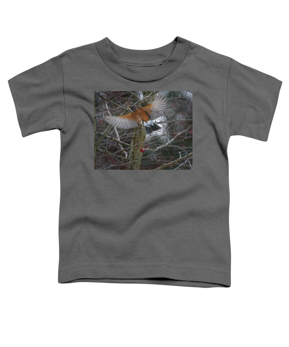 Robin Toddler T-Shirt featuring the photograph American Robin with Wings Spread by Flinn Hackett