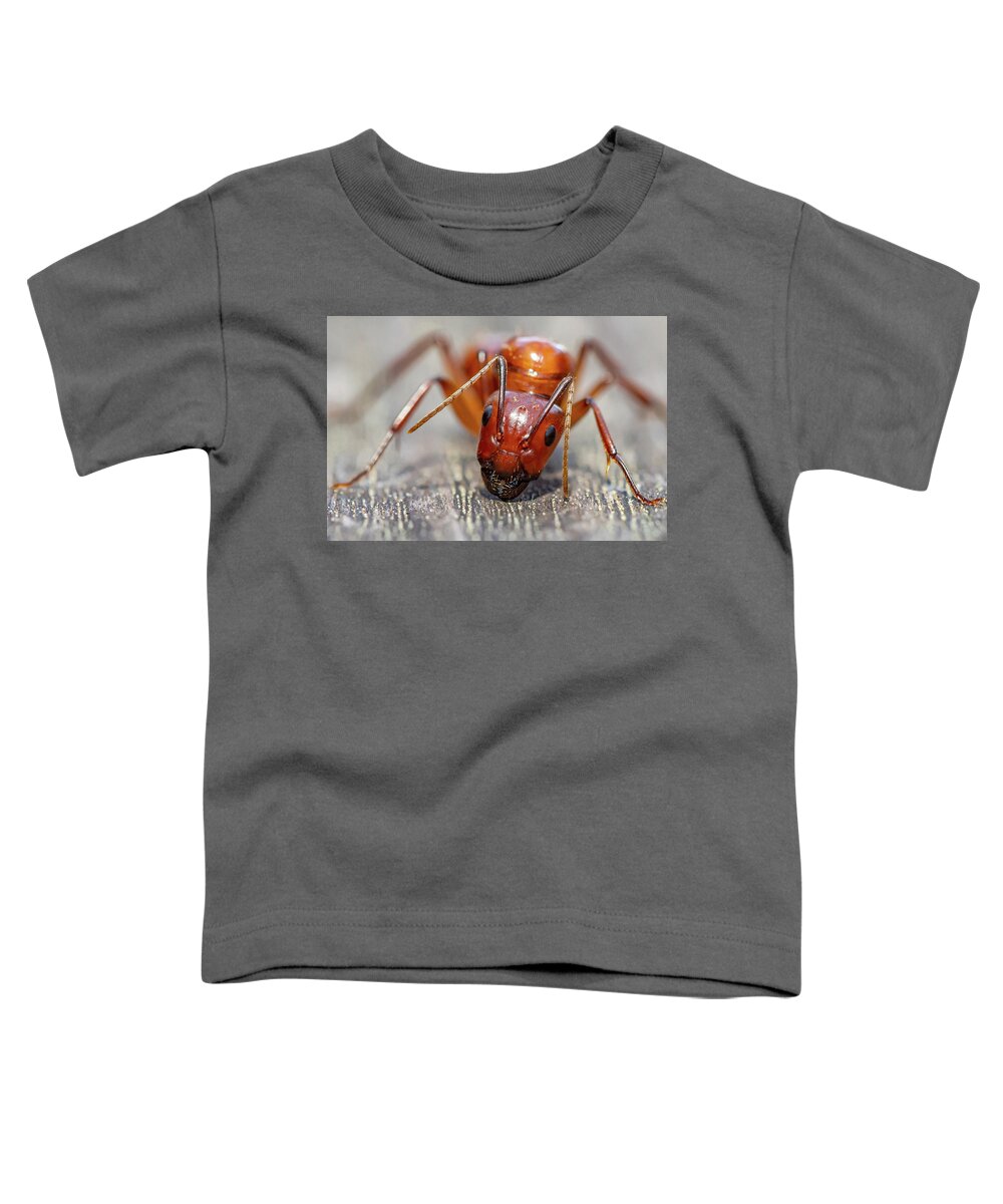 Ant Toddler T-Shirt featuring the photograph Ant by Anna Rumiantseva