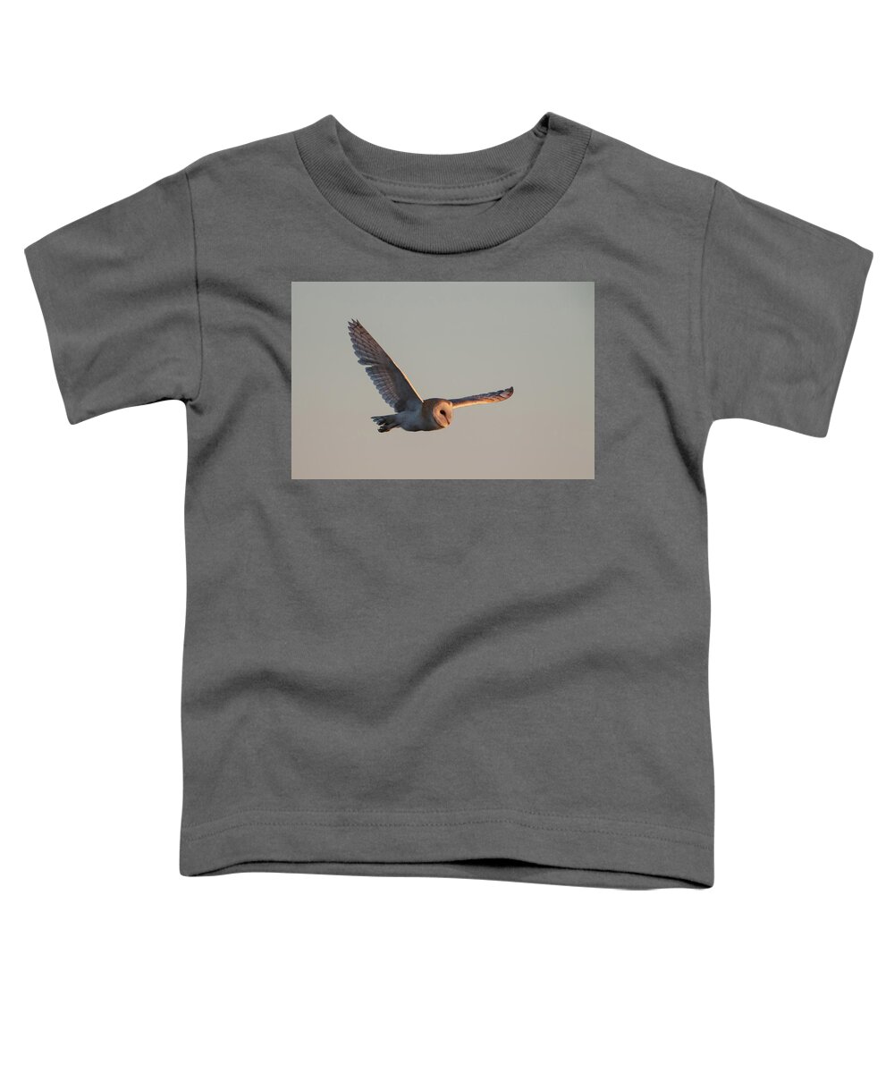 Barn Toddler T-Shirt featuring the photograph Barn Owl Hunting In Winter by Pete Walkden