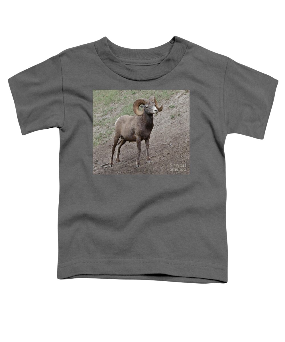 Ram Toddler T-Shirt featuring the photograph Big Horn Ram 2 by Bob Christopher