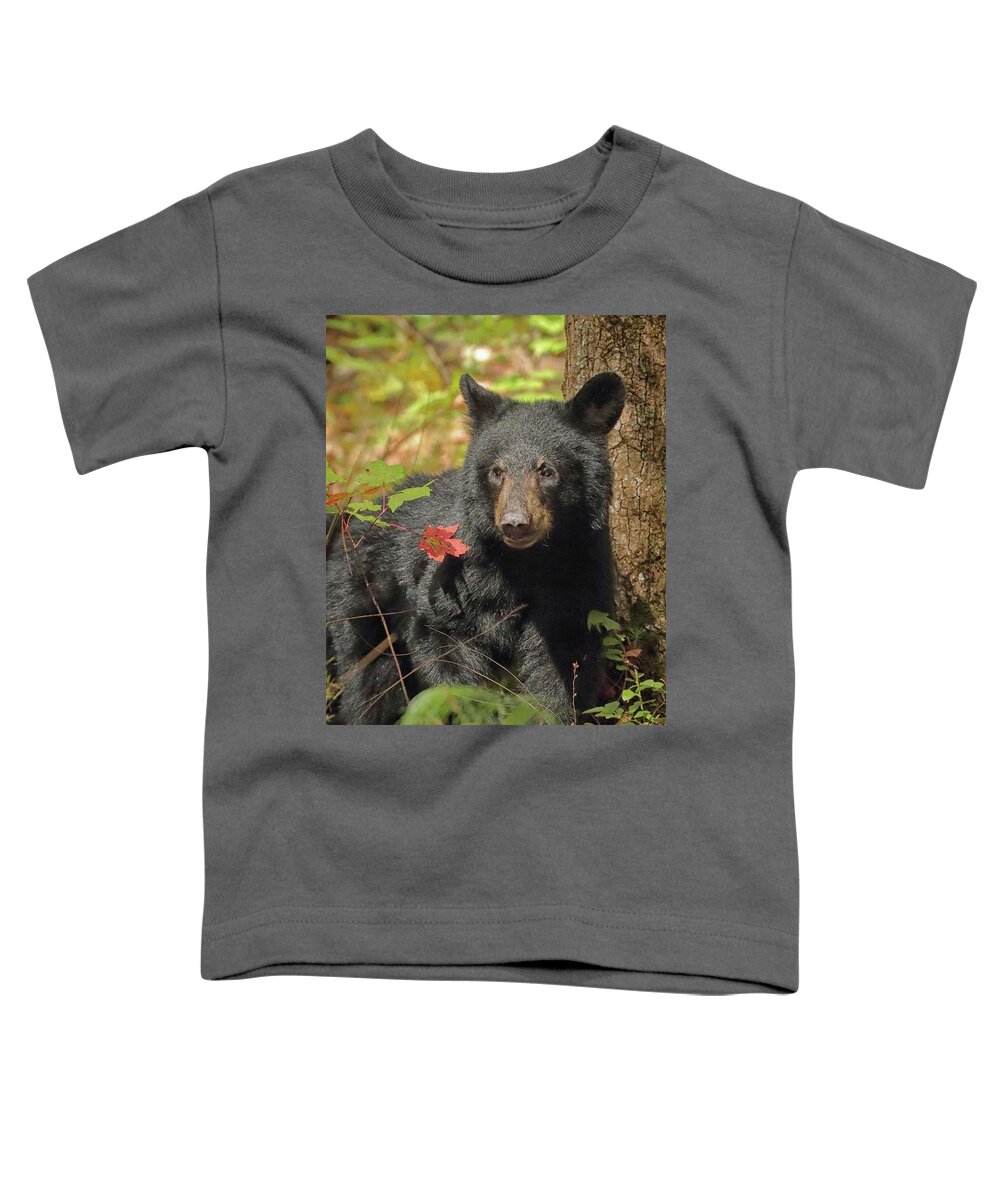 Black Bear Toddler T-Shirt featuring the photograph Black Bear Fall by Coby Cooper
