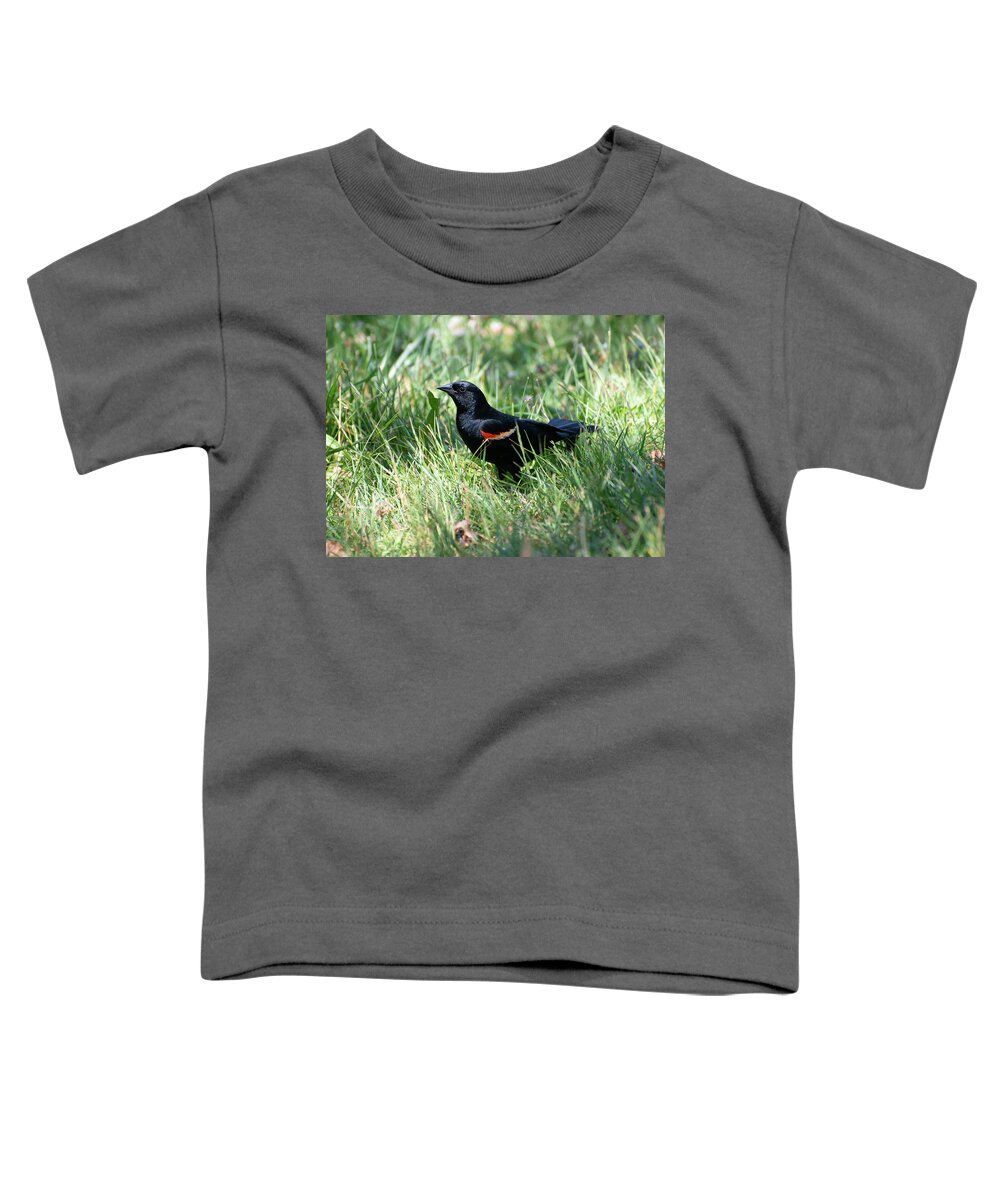 Black Bird Toddler T-Shirt featuring the photograph Black bird at Binney by Cordia Murphy