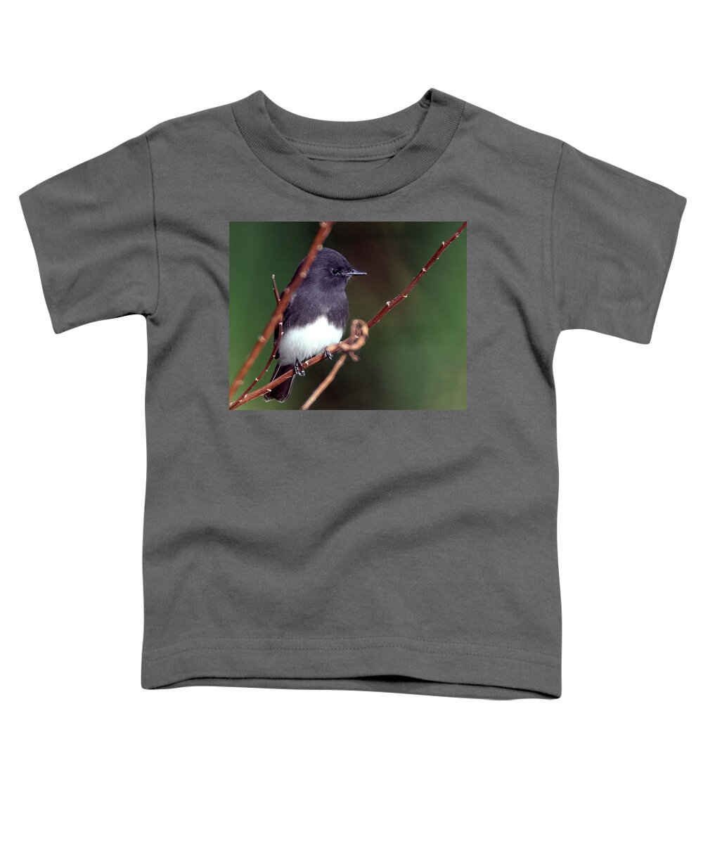 Black Phoebe Toddler T-Shirt featuring the photograph Black-Phoebe 8551-101221-2 by Tam Ryan