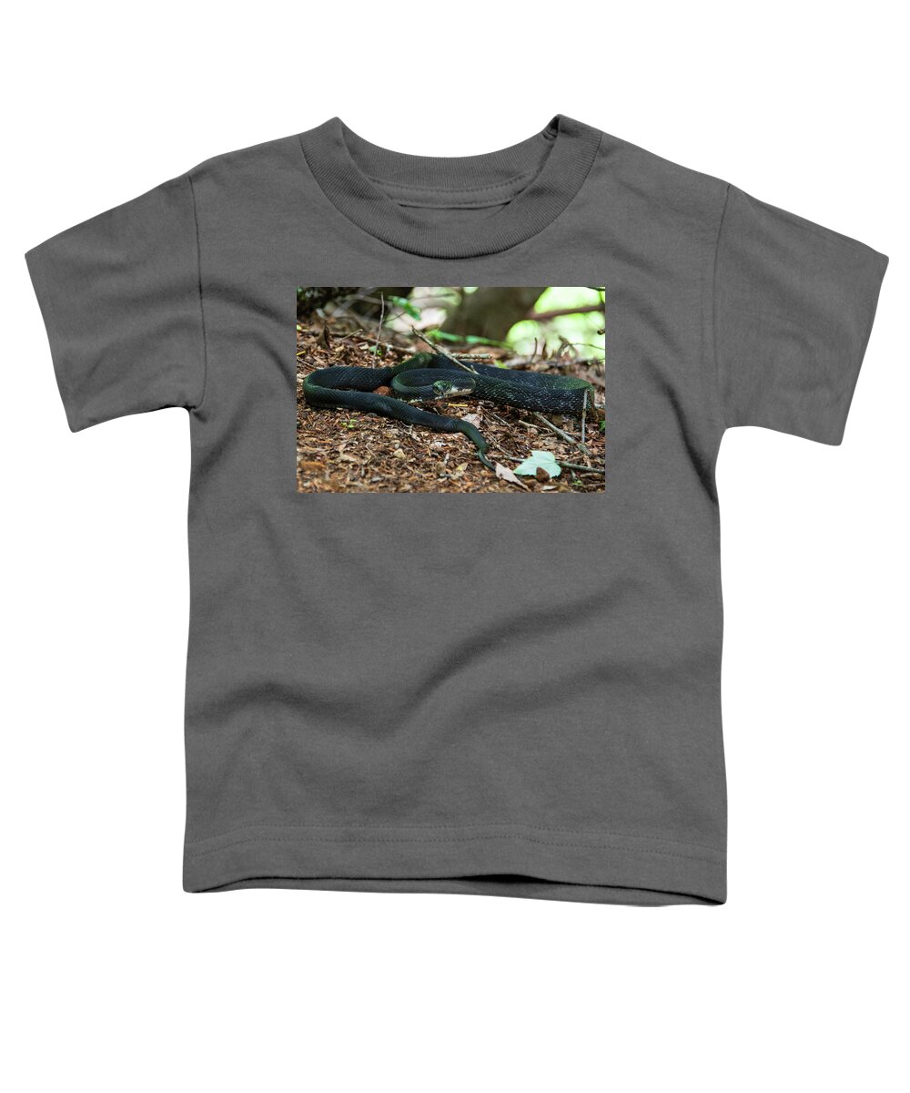 Brevard Toddler T-Shirt featuring the photograph Black Rat Snake by Melissa Southern