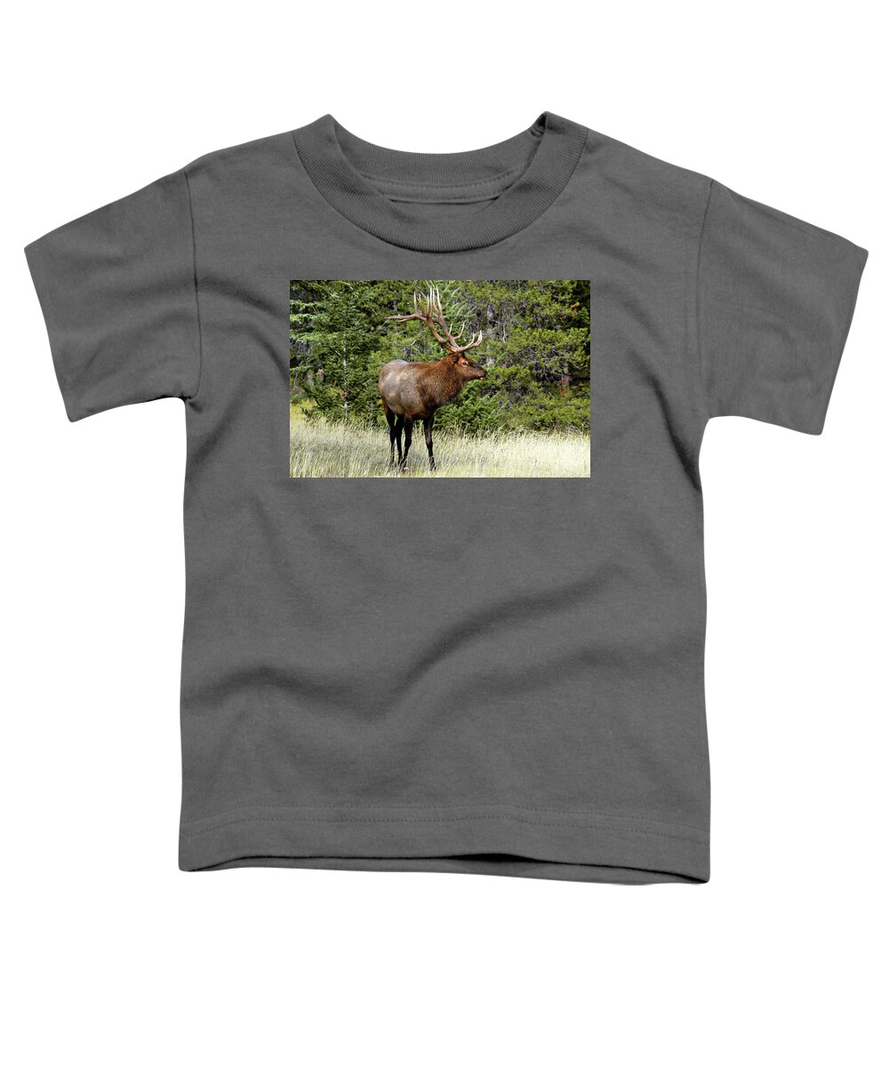 National Park Toddler T-Shirt featuring the photograph Bull Elk Taken in Jasper National Park, Alberta, Canada by Paolo Signorini