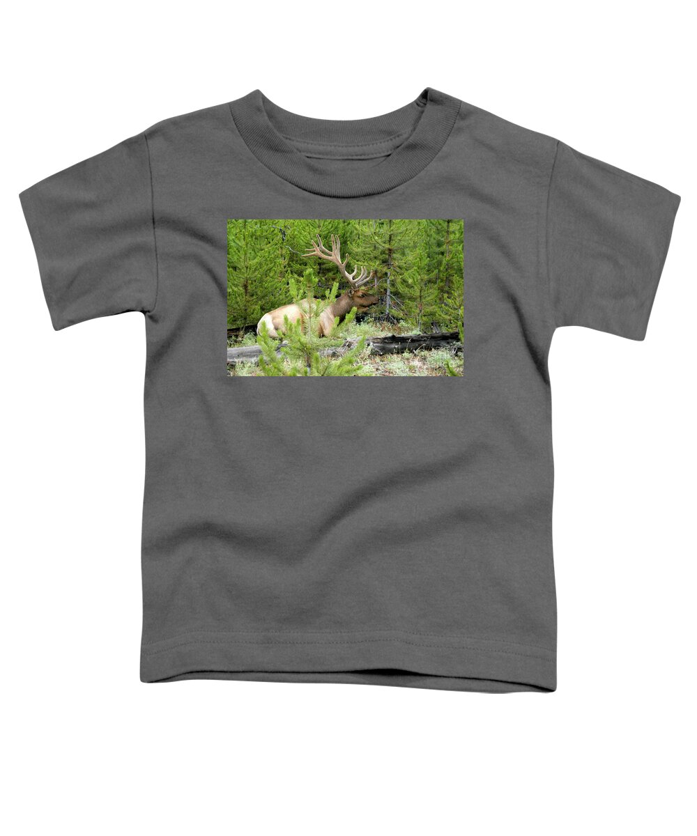 Autumn Toddler T-Shirt featuring the photograph Bull Elk sitting peacefully in a clearing of trees.	 by Gunther Allen