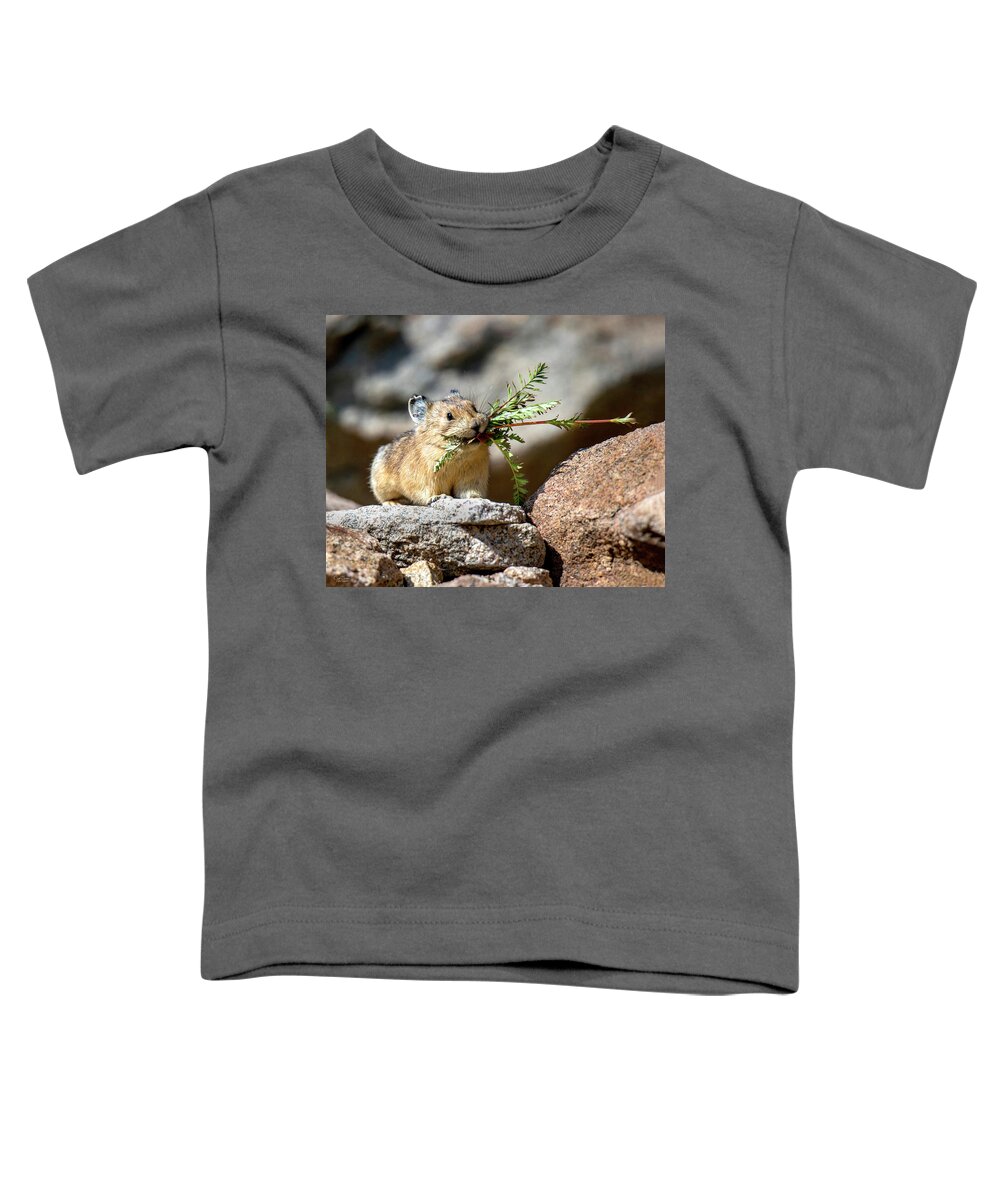 American Pika Toddler T-Shirt featuring the photograph Busy as a Pika by Judi Dressler