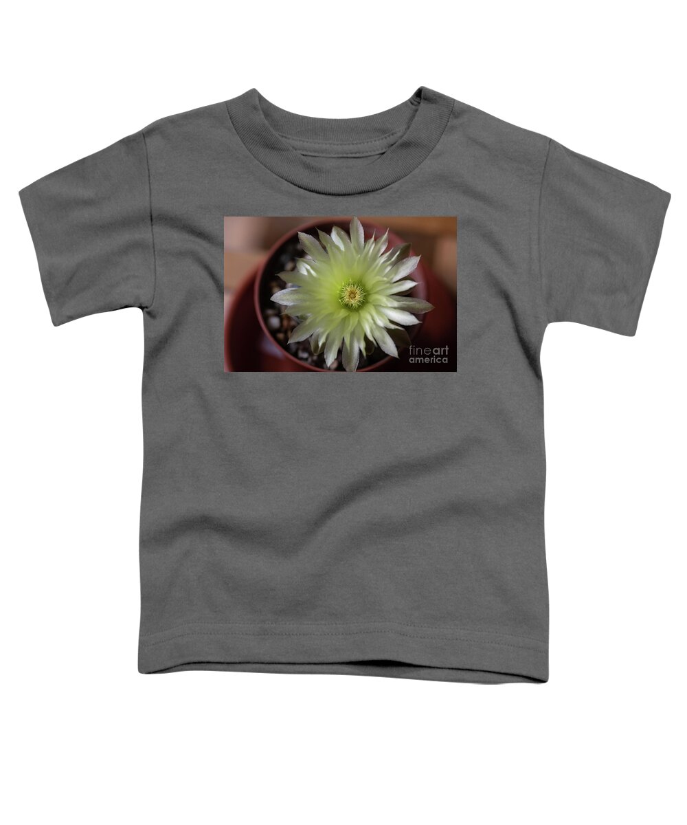 Gymnocalycium Denudatum Toddler T-Shirt featuring the photograph Cactus in Blossom by Eva Lechner