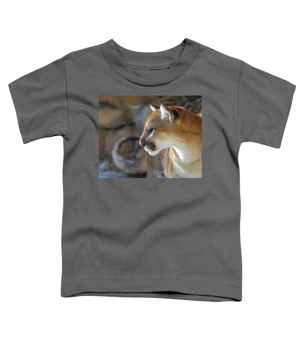 Africa Toddler T-Shirt featuring the photograph Calm Cougar  by Susan Rydberg