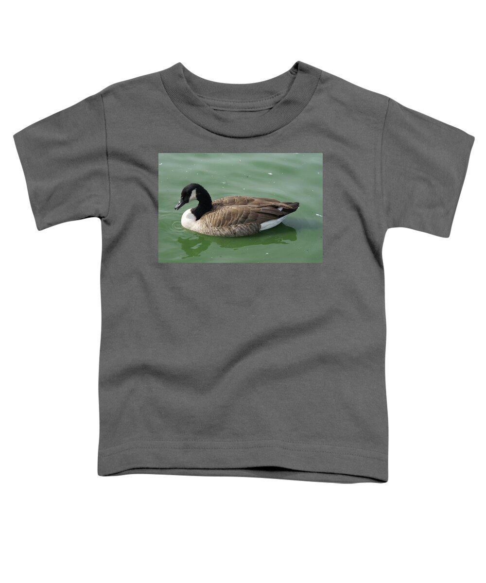  Toddler T-Shirt featuring the photograph Canada Goose by Heather E Harman