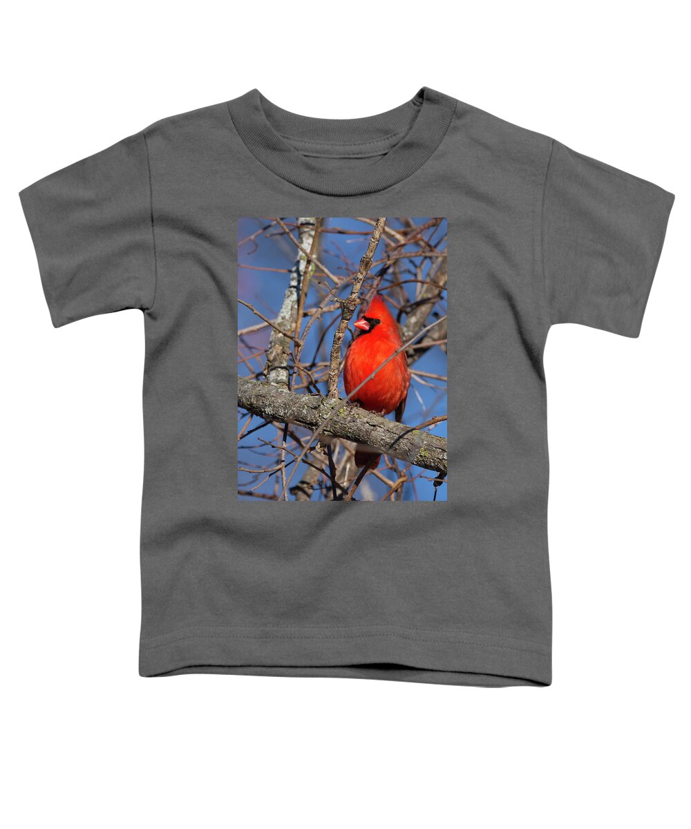 Cardinal Toddler T-Shirt featuring the photograph Cardinal In Red by Flinn Hackett