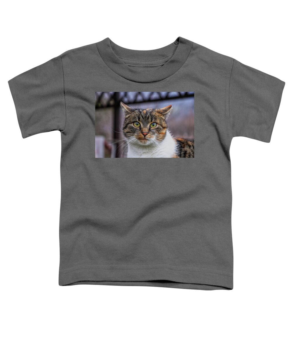 Liza Toddler T-Shirt featuring the photograph Cat suprised face. Cat looks at camera. Colorful kitten standing on wooden parapet and looks into garden. She watch something. Domestic moggie on watch by Vaclav Sonnek