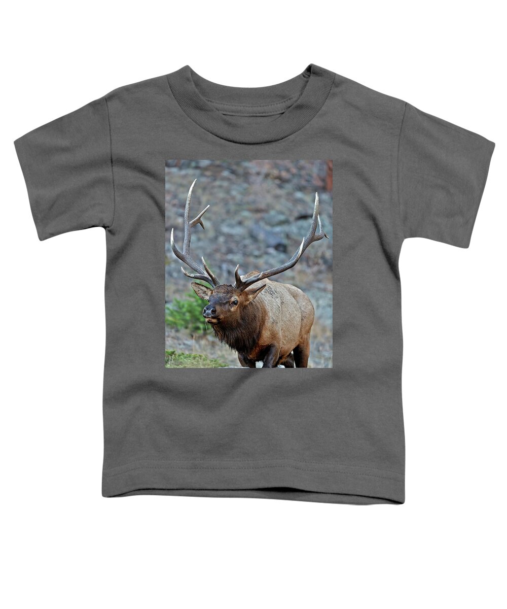 Bull Elk Toddler T-Shirt featuring the photograph Colorado Rocky Mountain Bull Elk by Gary Langley