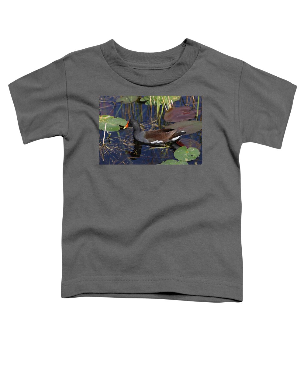 Common Gallinules Toddler T-Shirt featuring the photograph Common gallinules by Mingming Jiang