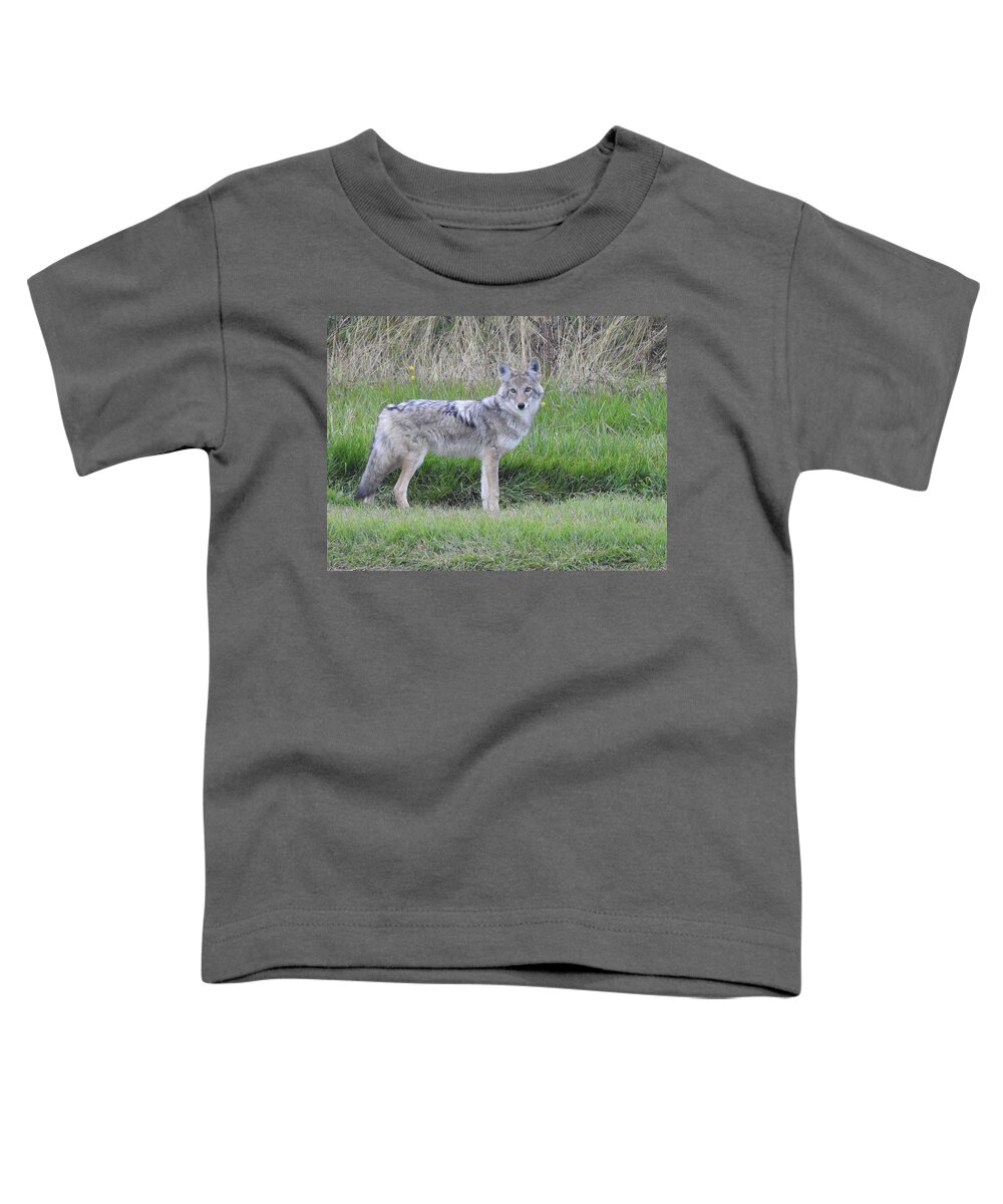 Chilcotin Coyote Toddler T-Shirt featuring the photograph Coyote by Nicola Finch