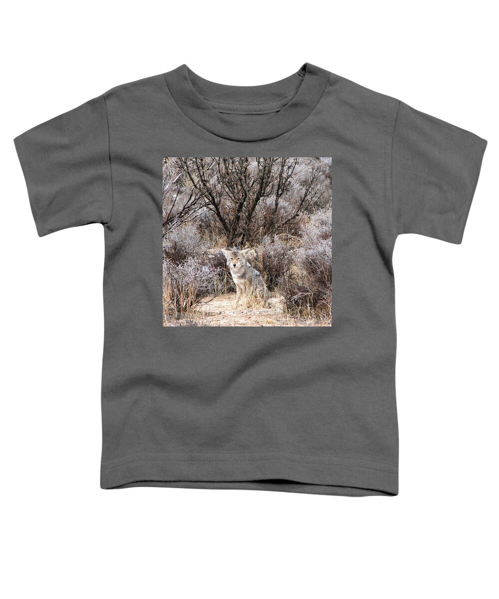 Coyote Toddler T-Shirt featuring the photograph Coyote by Perry Hoffman