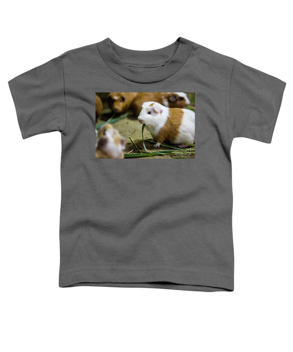 Travel Toddler T-Shirt featuring the photograph Cuy by Erin Marie Davis