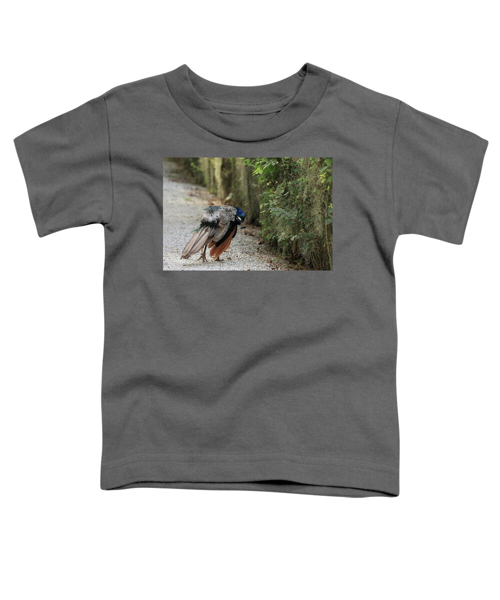 Peafowl Toddler T-Shirt featuring the photograph Deep Preening by Mingming Jiang