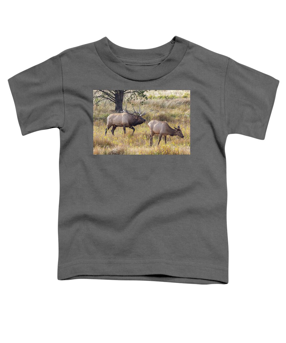 Elk Toddler T-Shirt featuring the photograph Elk Bull Inspects a Cow by Tony Hake