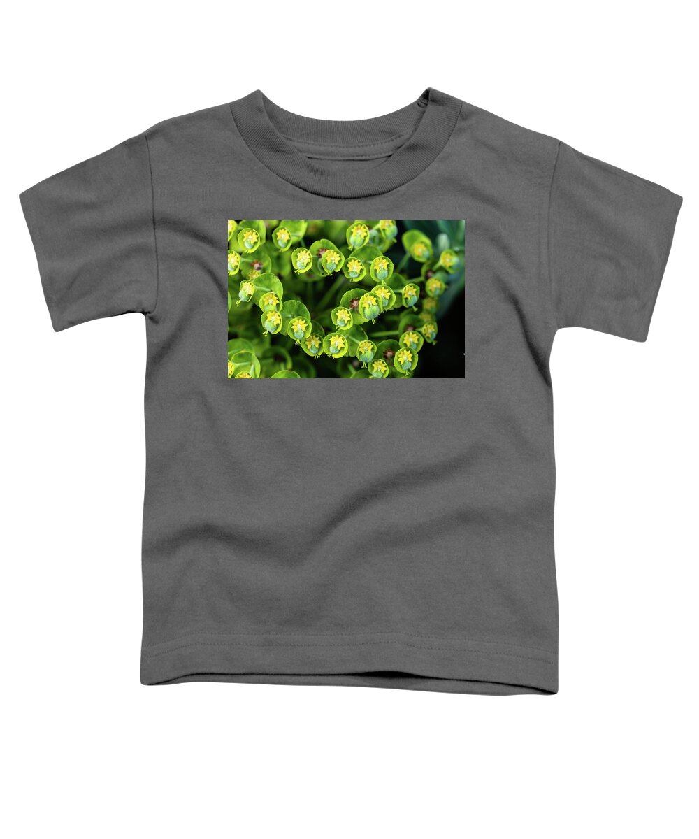Euphorbia Toddler T-Shirt featuring the photograph Euphorbia by Aashish Vaidya