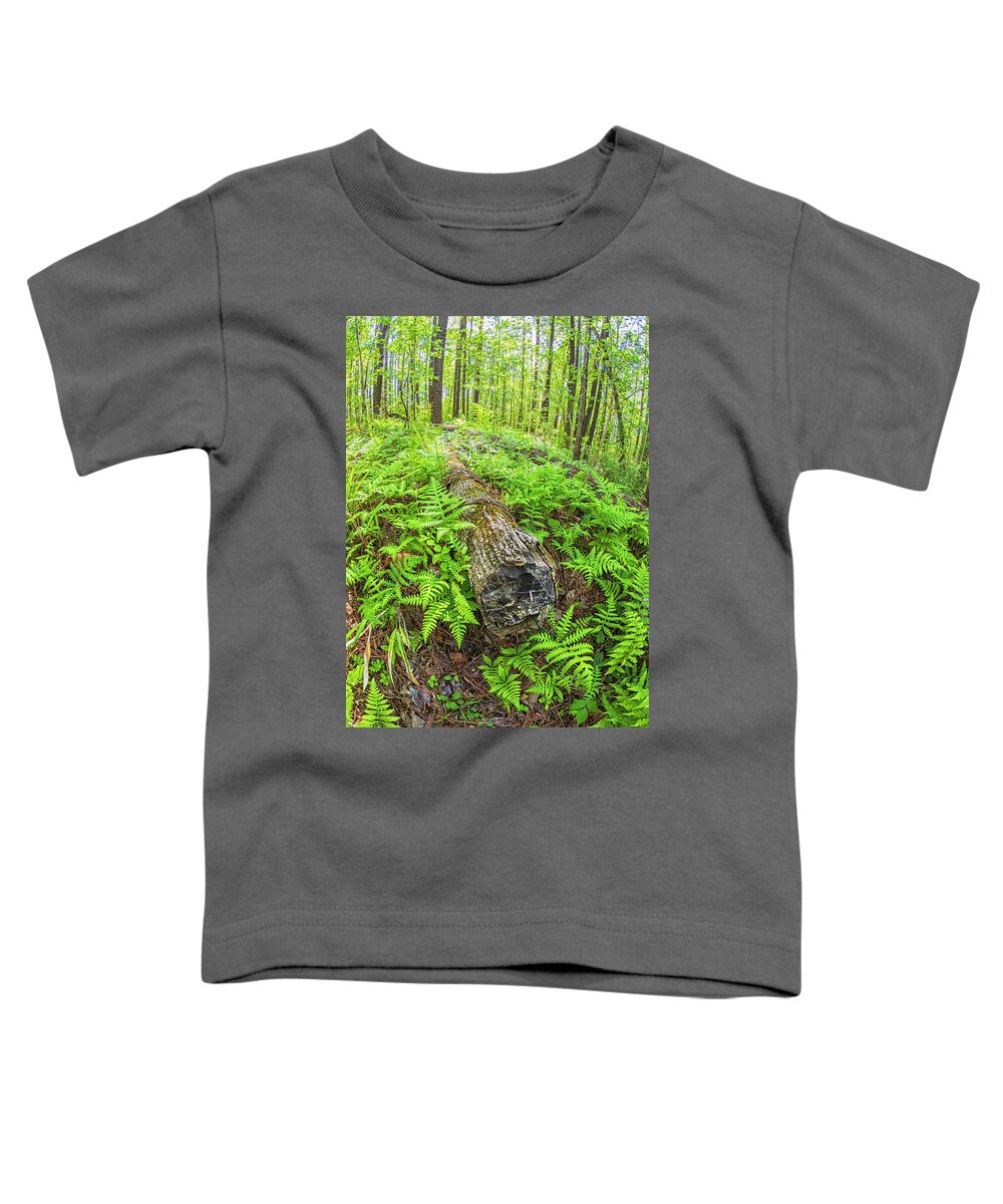 New Bern Toddler T-Shirt featuring the photograph Fallen Logs Surrounded by Ferns by Bob Decker