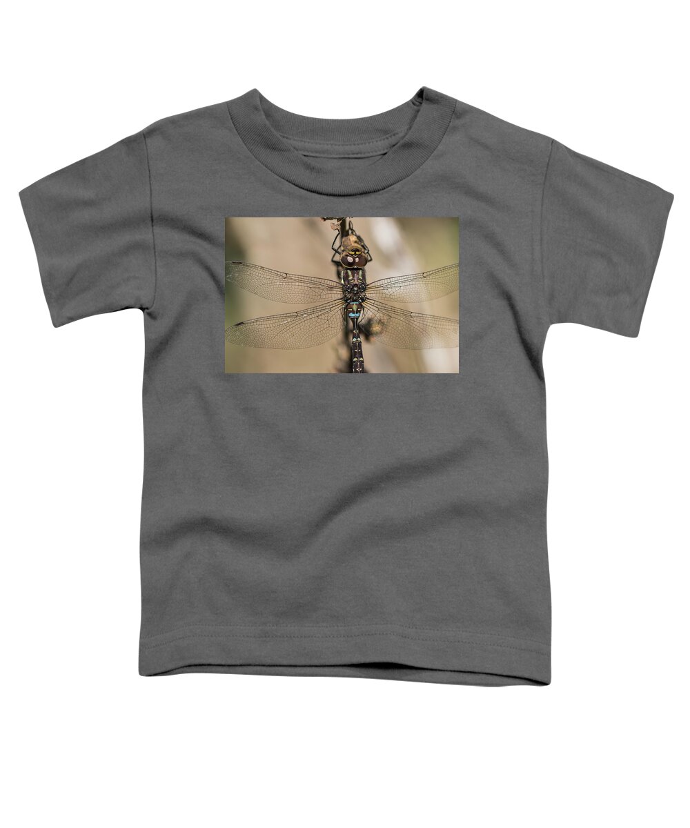 Animals Toddler T-Shirt featuring the photograph Female Blue-eyed Darner by Robert Potts