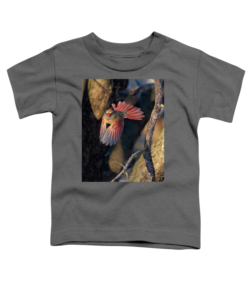 Cardinal Toddler T-Shirt featuring the photograph Female Cardinal in Flight by Flinn Hackett
