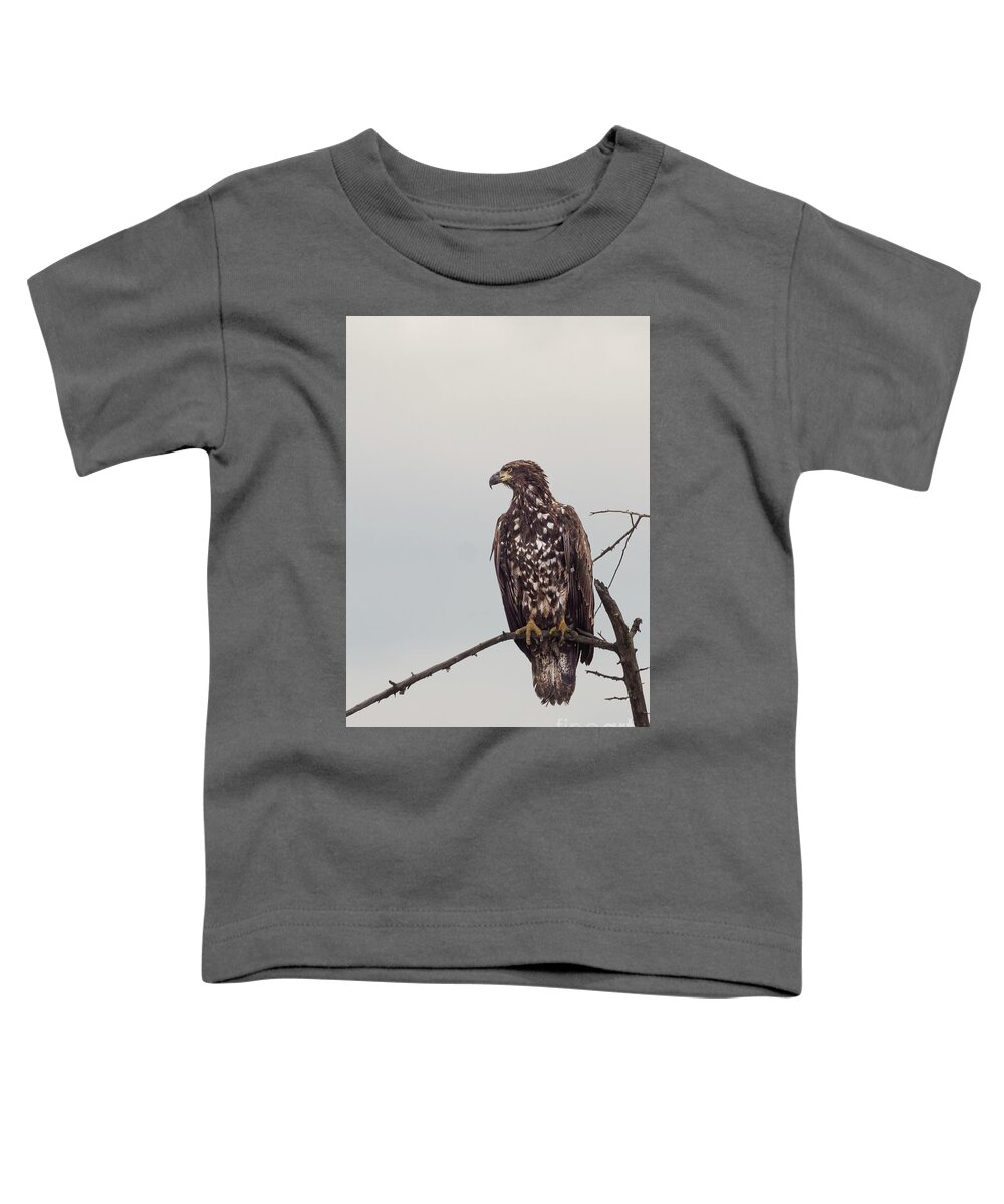 Bald Eagle Toddler T-Shirt featuring the photograph Juvenile Bald Eagle at Nisqually River by Nancy Gleason