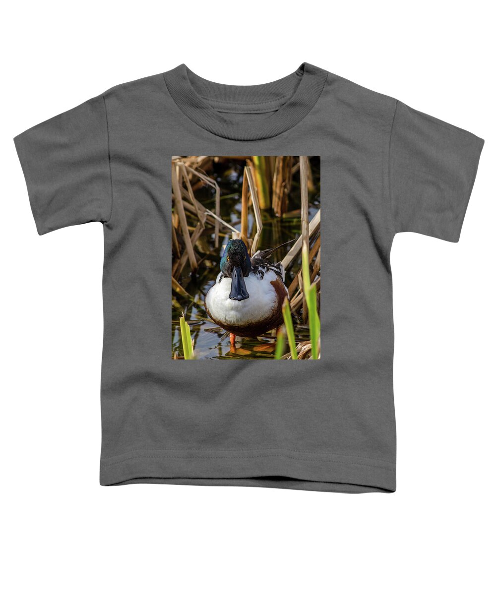 Debra Martz Toddler T-Shirt featuring the photograph Male Northern Shoveler In The Reeds by Debra Martz