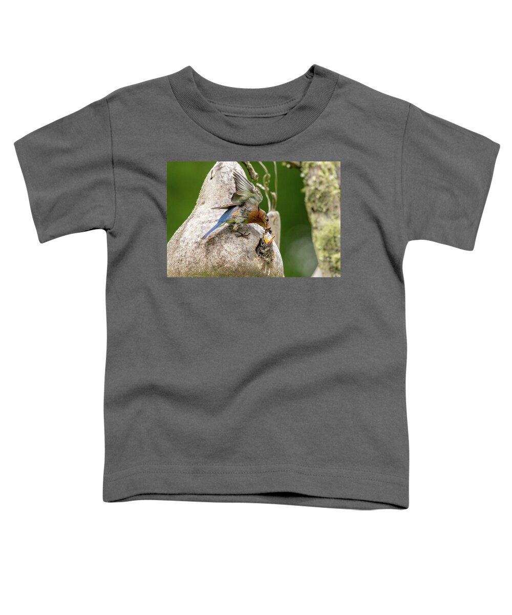 Blue Ridge Parkway Toddler T-Shirt featuring the photograph Mama Feeding Her Young by Robert J Wagner