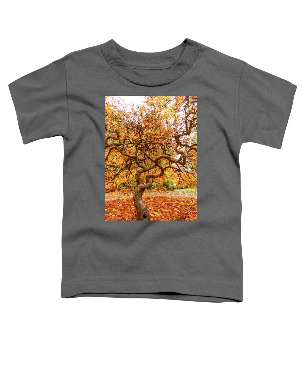 Outdoor; Fall; Colors; Autumn; Tree; Maple; Maple Tree; Seattle; Garden; Arboretum; Washington Park Arboretum Toddler T-Shirt featuring the digital art Maple at Woodland Park by Michael Lee