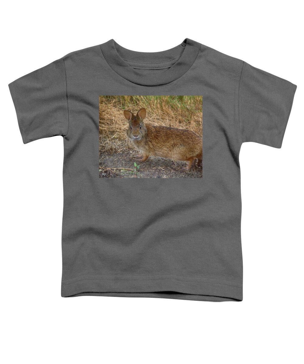 Marsh Toddler T-Shirt featuring the photograph Marsh Rabbit - Sylvilagus palustris by Mitch Spence