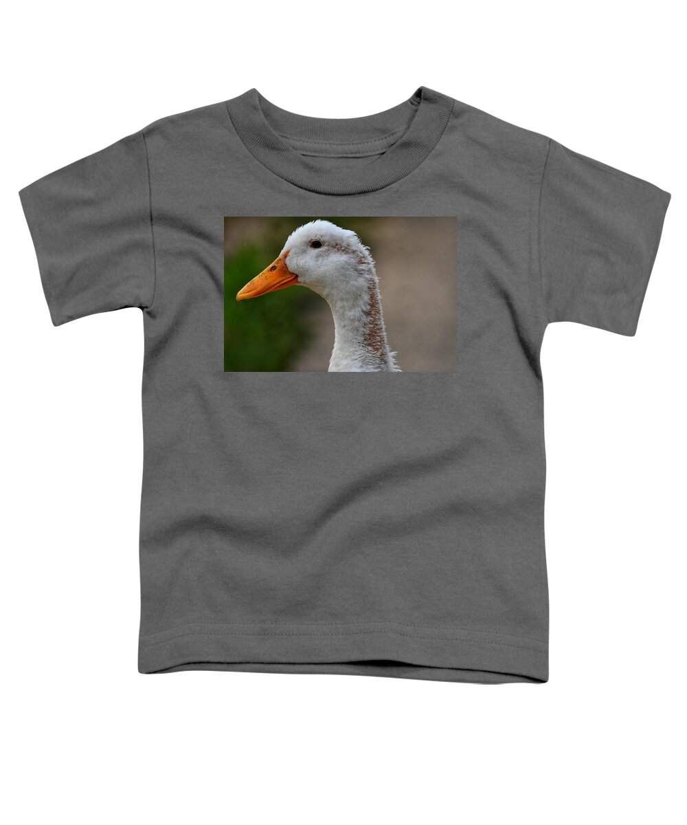 Photo Toddler T-Shirt featuring the photograph Molting Duck by Evan Foster