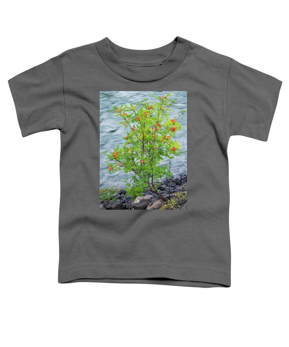 Mountain Ash Toddler T-Shirt featuring the photograph Mountain Ash By the Bulkley River by Mary Lee Dereske
