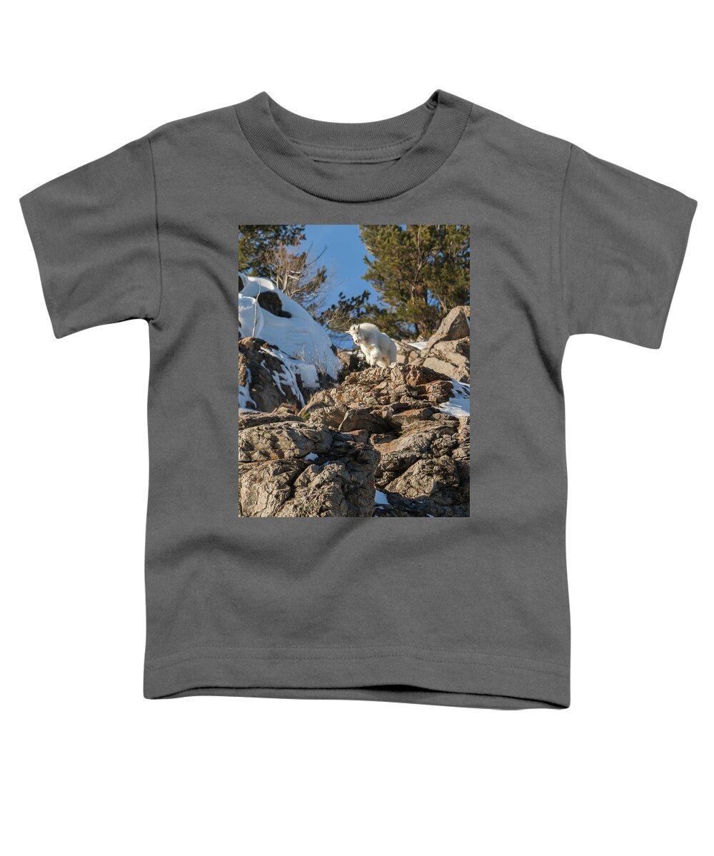 Mountain Goat Toddler T-Shirt featuring the photograph Mountain Climbing Practice by Yeates Photography