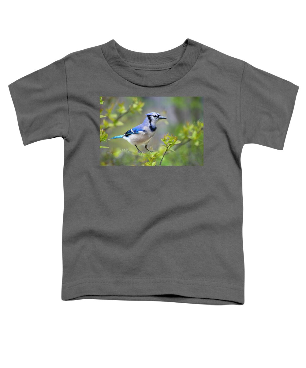 Blue Jay Toddler T-Shirt featuring the photograph Northern Blue Jay by Christina Rollo