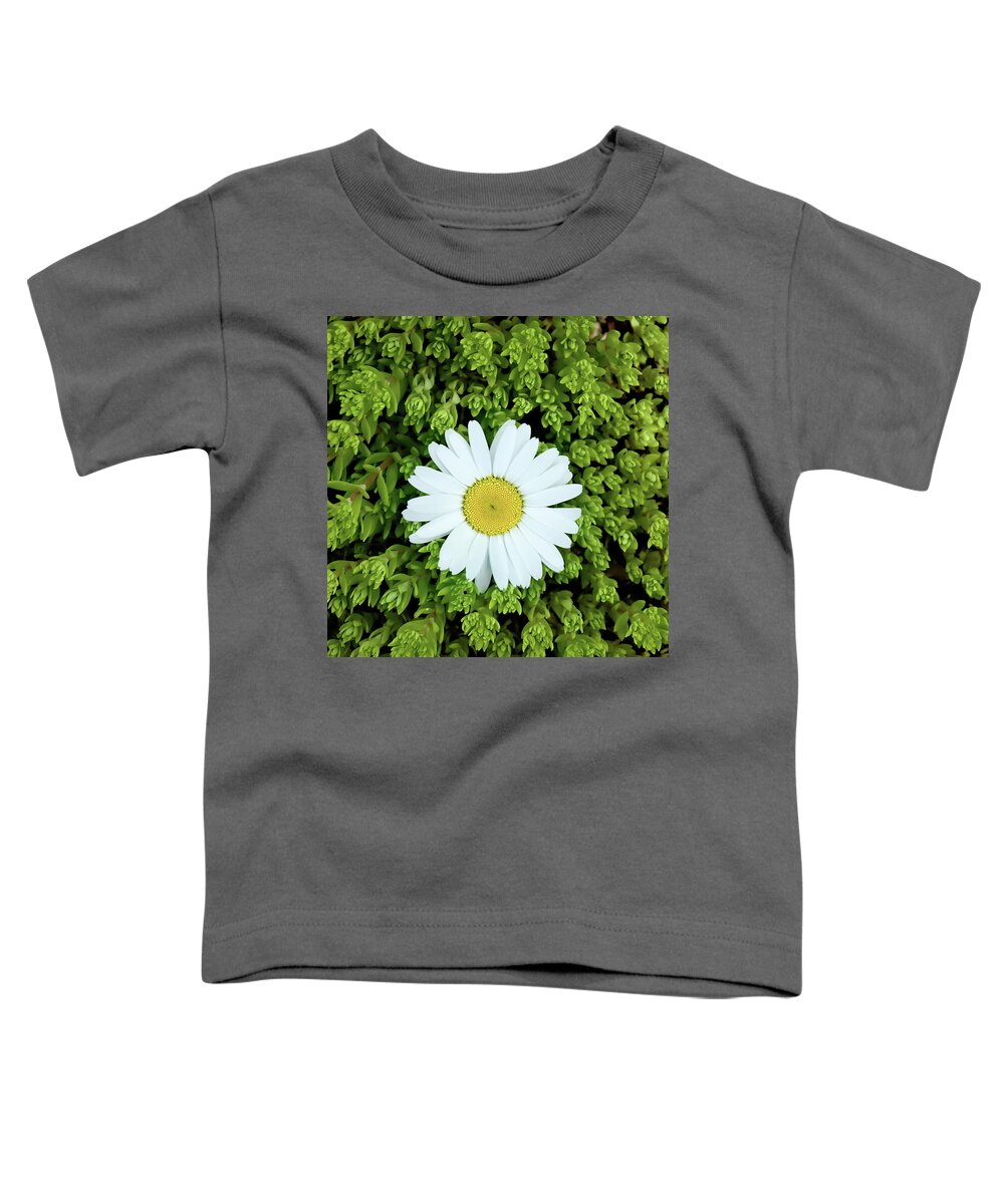 Deepcut Gardens Toddler T-Shirt featuring the photograph Oxeye Daisy Surrounded by Gary Slawsky