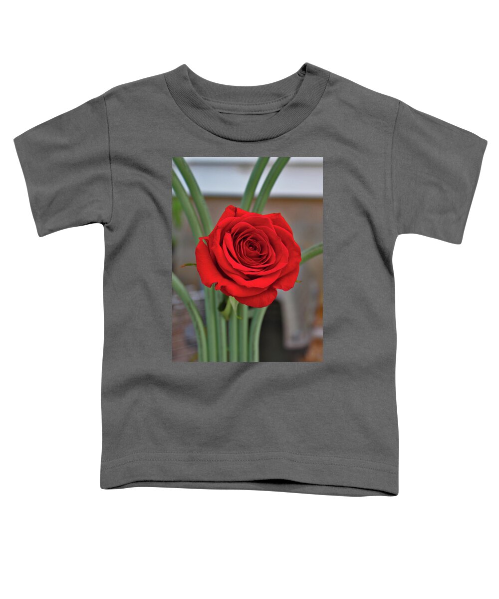 Portrait Of A Rose Toddler T-Shirt featuring the photograph Portrait Of A Rose by Linda Sannuti