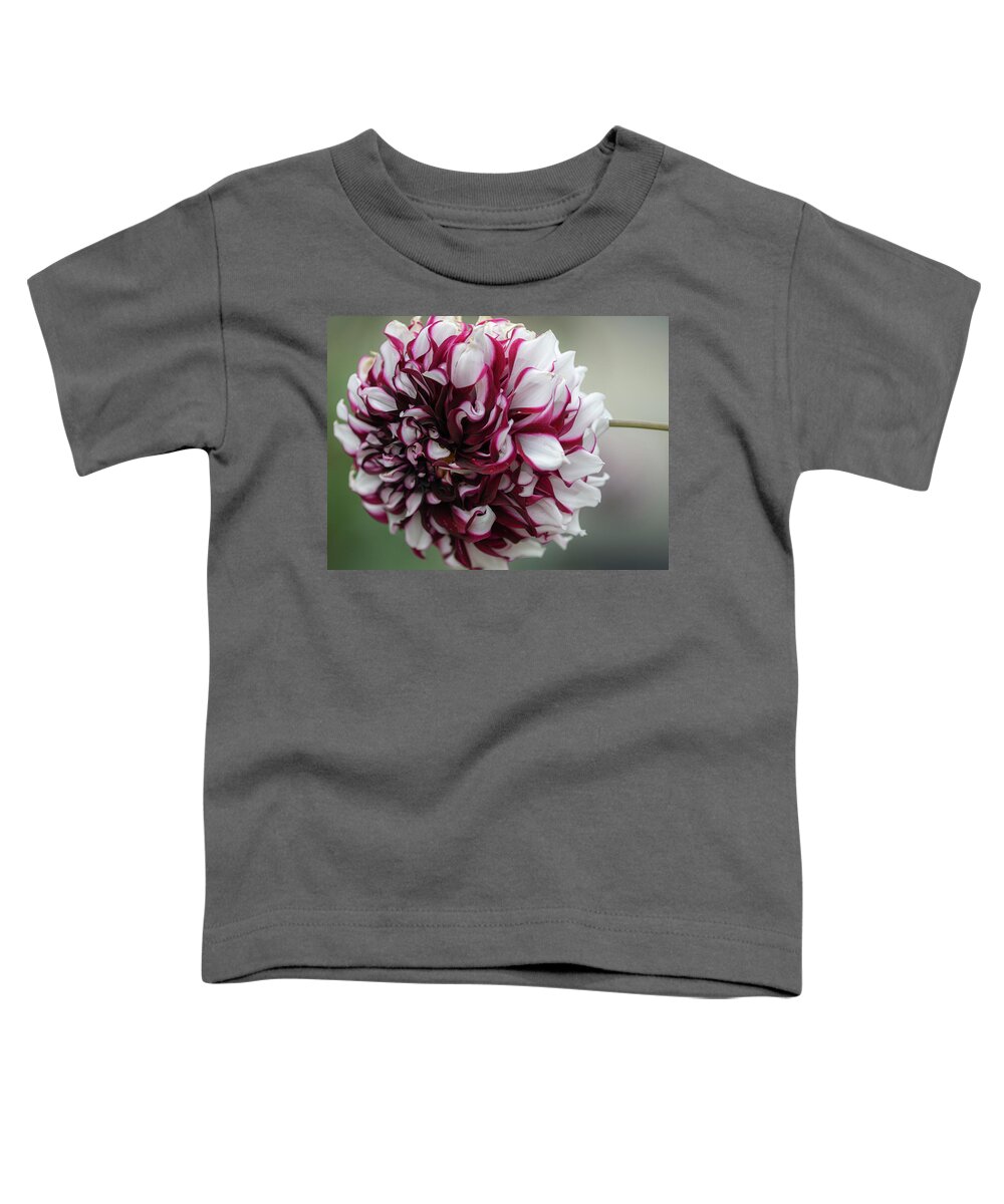 Red Toddler T-Shirt featuring the photograph Red and White flower by Brian Howerton