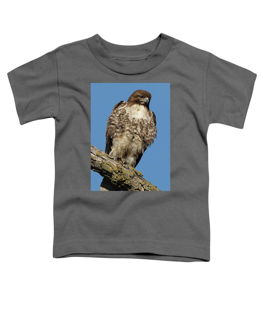 Red-tailed Toddler T-Shirt featuring the photograph Red-tailed Hawk on a Bough by Kathleen Bishop