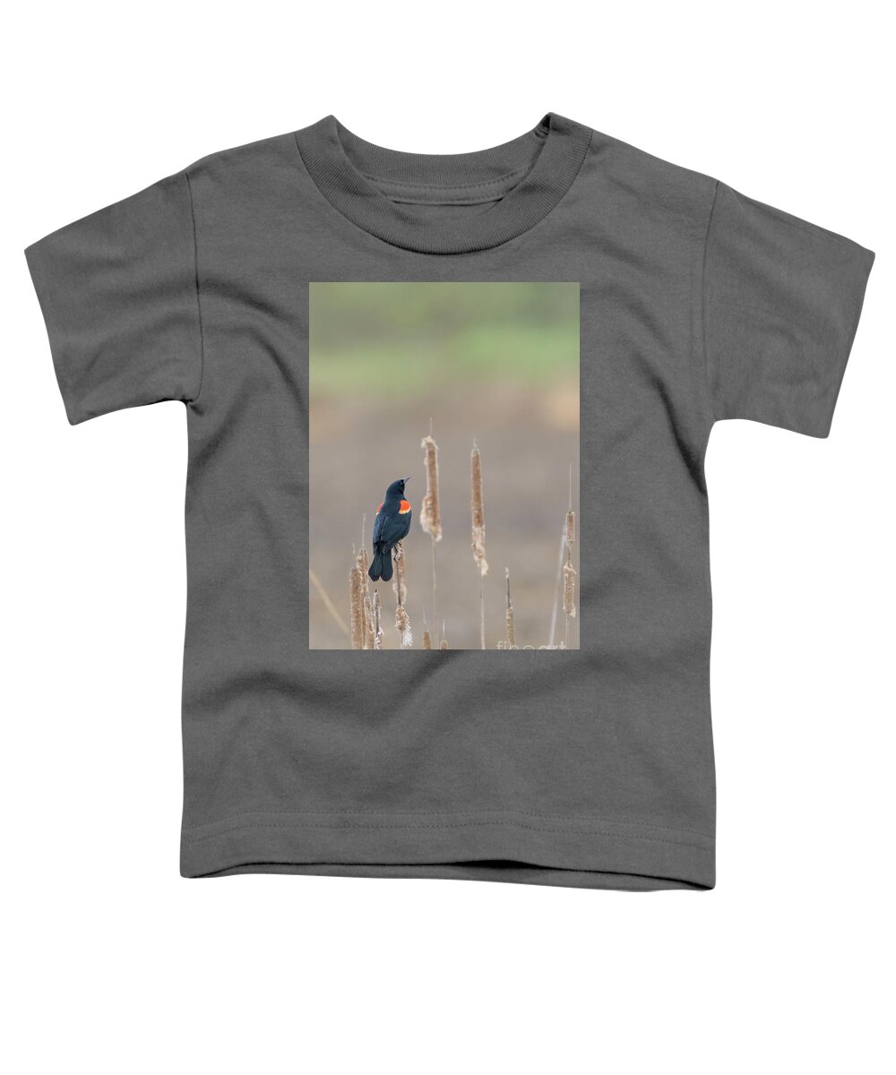 Agelaius Phoeniceus Toddler T-Shirt featuring the photograph Red-winged Blackbird on Cattails by Nancy Gleason