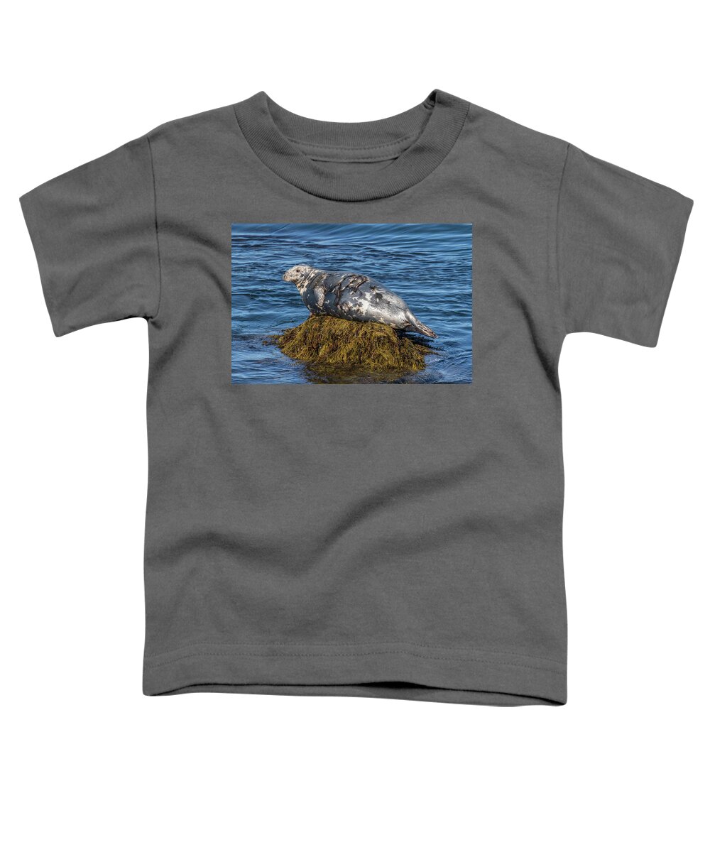 Grey Seal Toddler T-Shirt featuring the photograph Resting Grey Seal by Jurgen Lorenzen