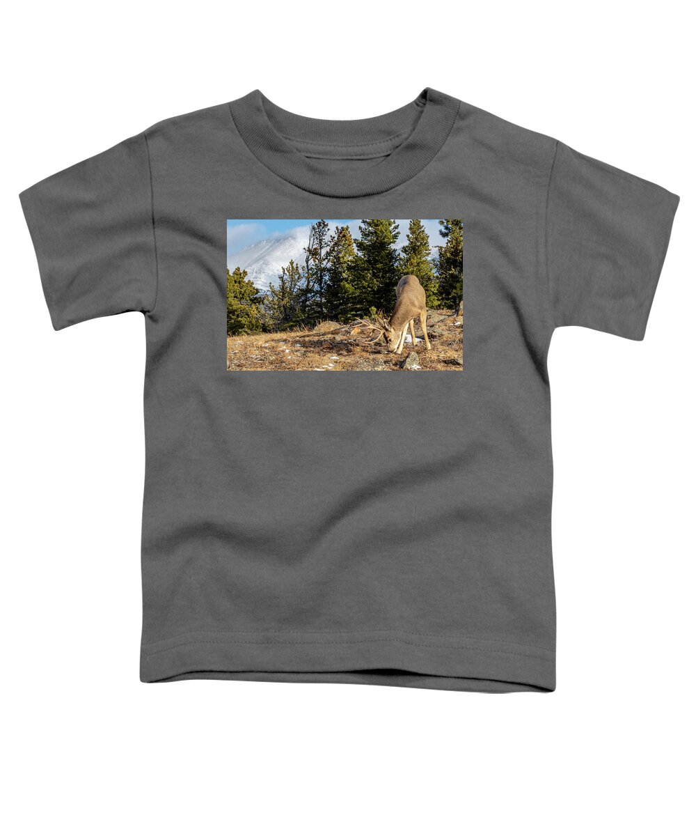 Rocky Mountain National Park Toddler T-Shirt featuring the photograph Rocky Mountain Mule Deer by Douglas Wielfaert