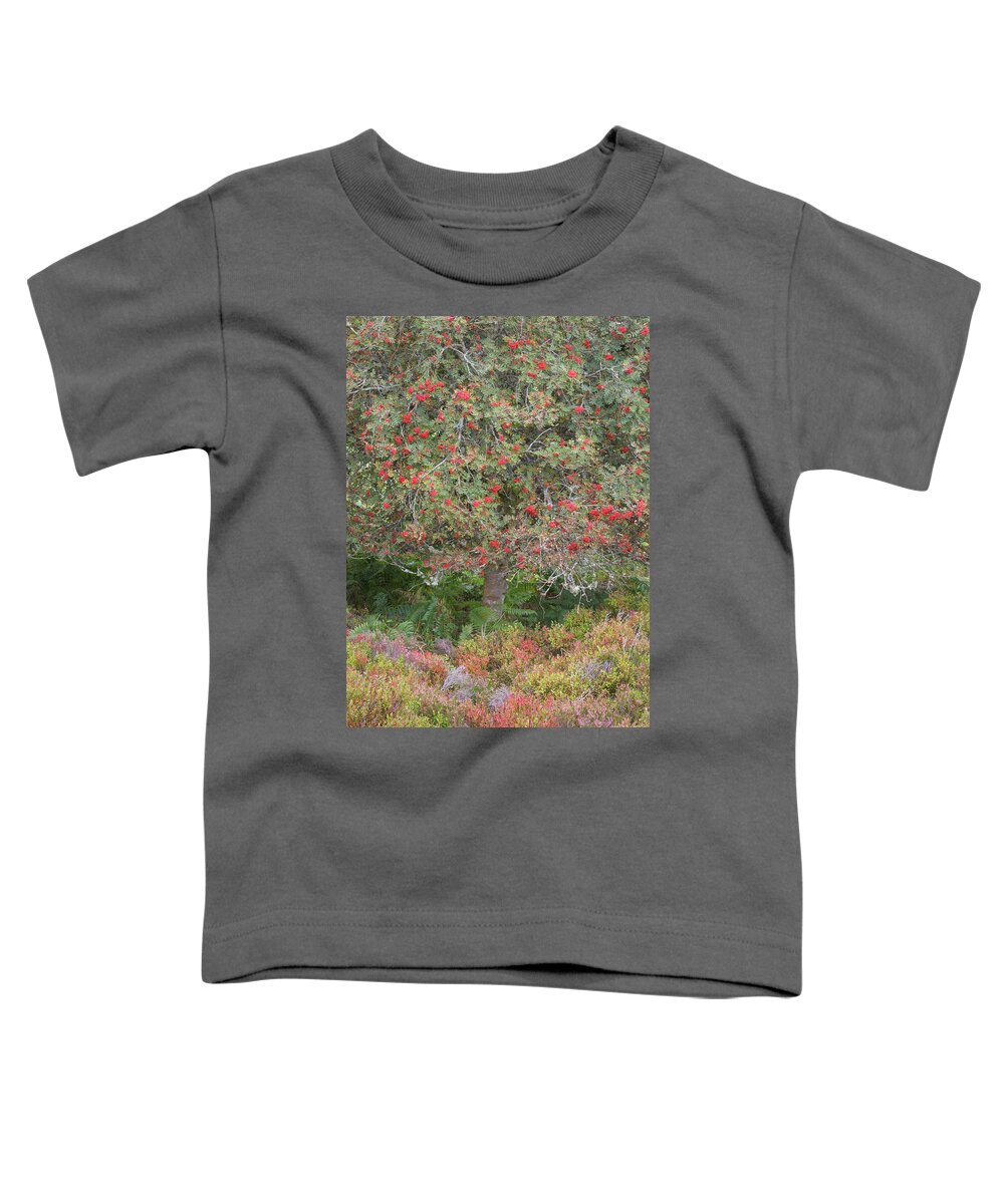 Landscape - Scenery Toddler T-Shirt featuring the photograph Rowan Tree, Bilberries and Heather by Anita Nicholson