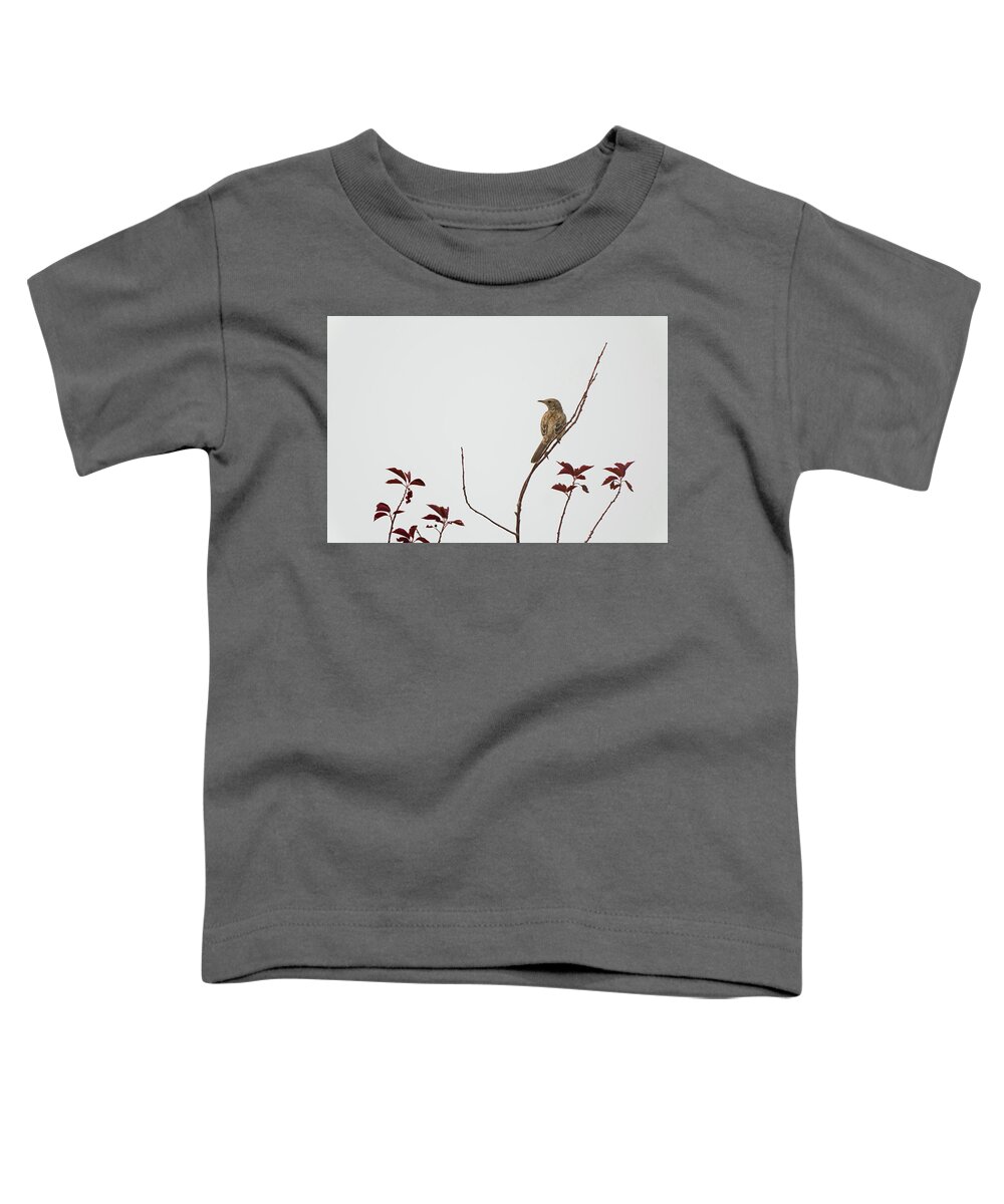 Femele Juvenille Mountain Bluebird Toddler T-Shirt featuring the photograph Sage Trasher by Julieta Belmont