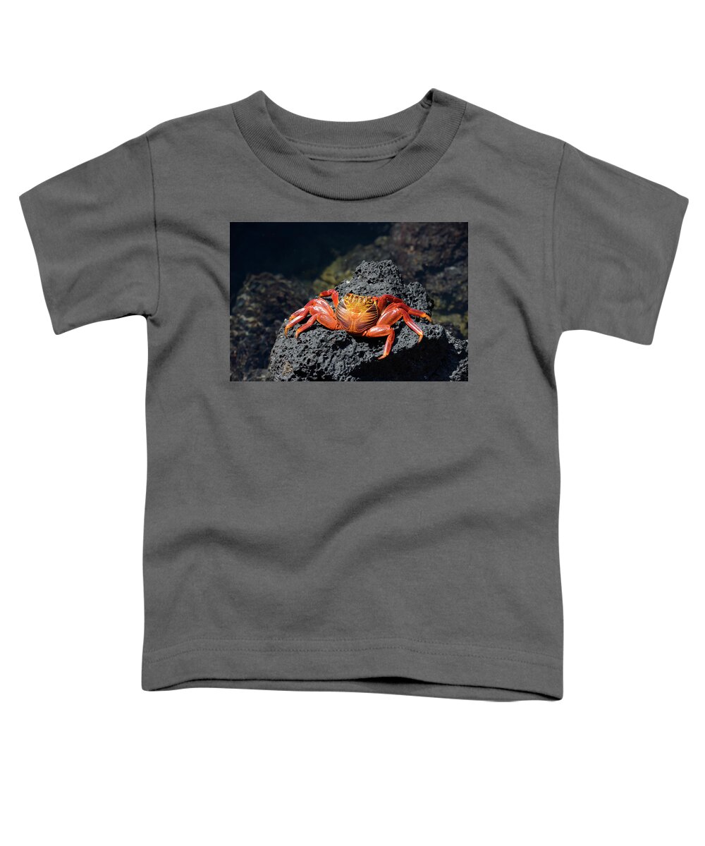 Republic Of Ecuador Toddler T-Shirt featuring the photograph Sally Lightfoot crab, Grapsus grapsus, Santa Cruz Island, Galapagos Islands, Ecuador by Kevin Oke