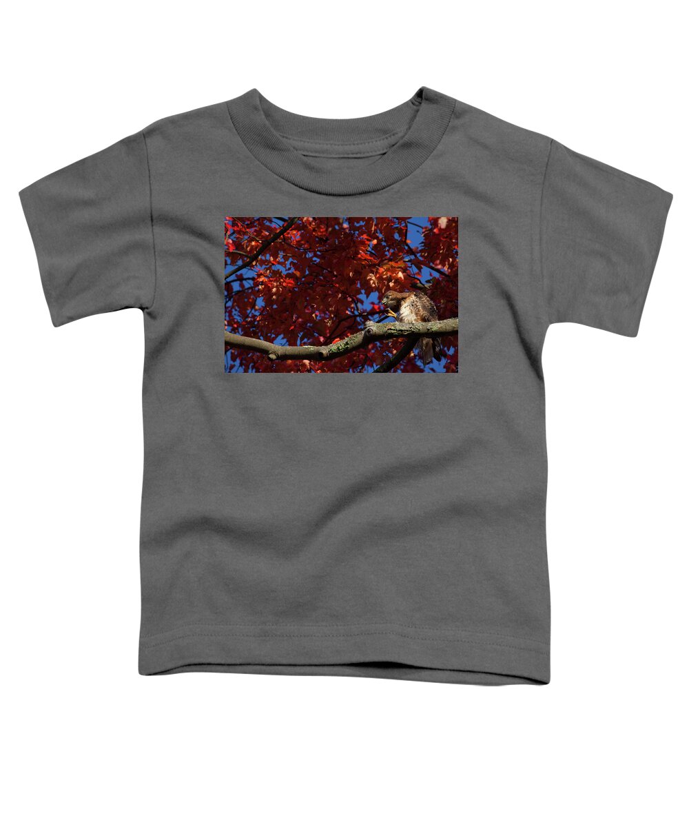 Hawk Toddler T-Shirt featuring the photograph Scratching Hawk by Karol Livote