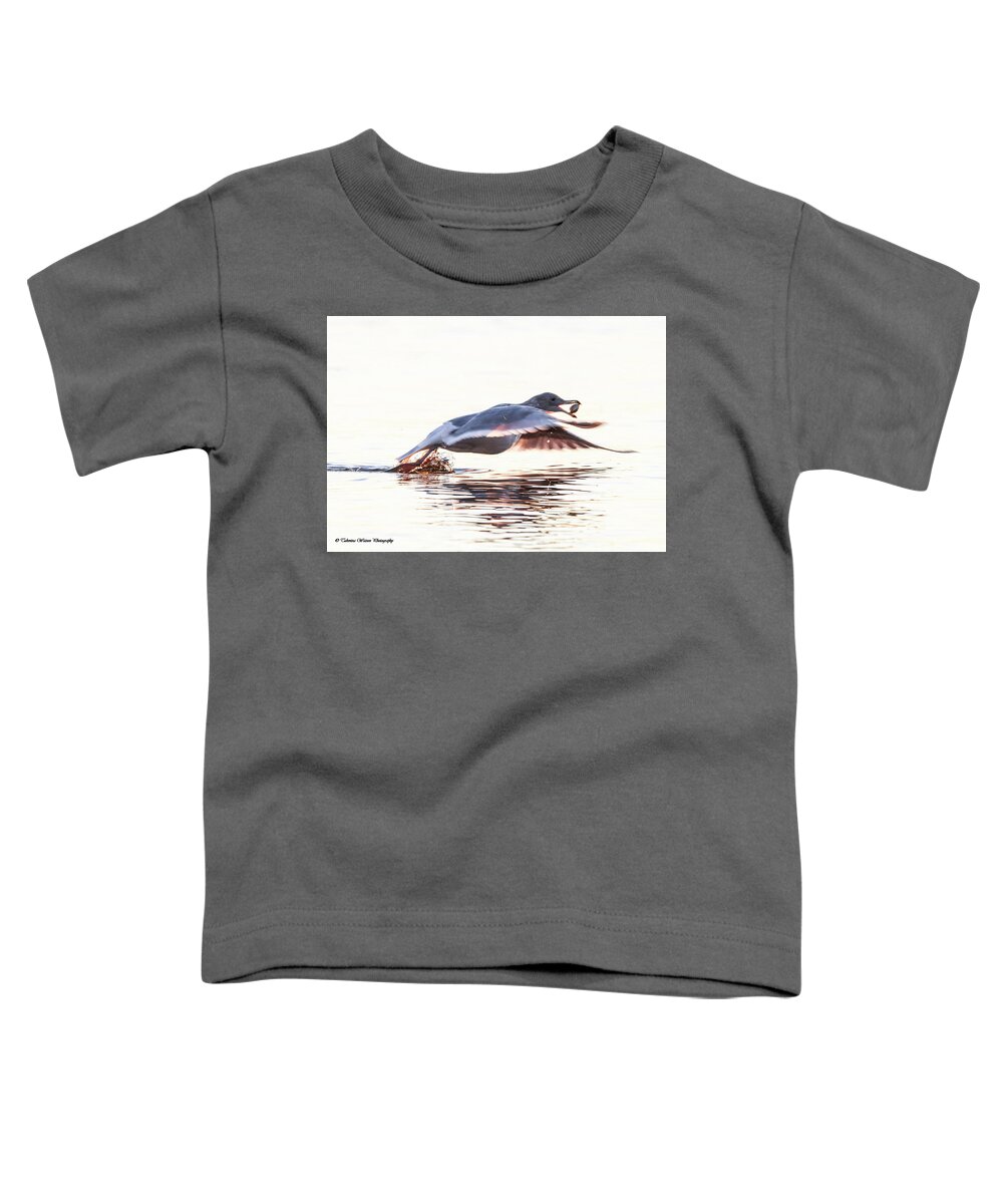 Seagull Toddler T-Shirt featuring the photograph Seagull in flight by Tahmina Watson