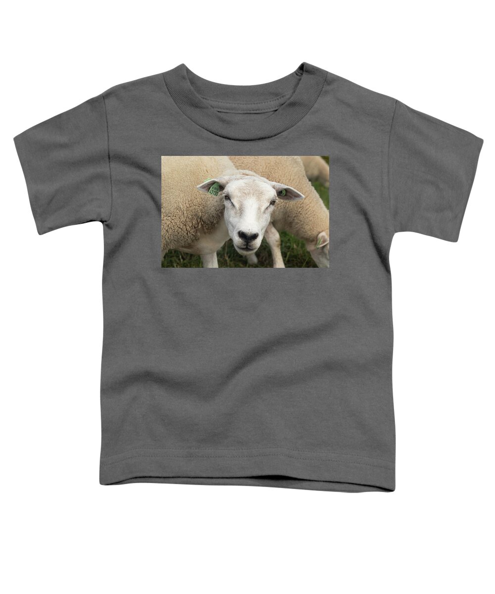 Sheep Toddler T-Shirt featuring the photograph Sheep by MPhotographer
